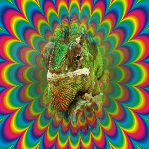 psychedelic chameleon trippy gif find on gifer