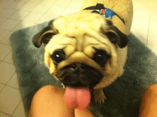 pug tongue gifs find share on giphy