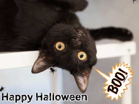 scary cat gifs find share on giphy