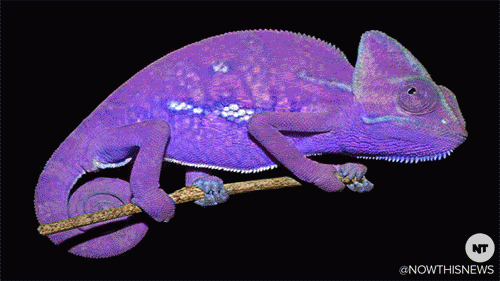 scientists have determined that chameleons change color