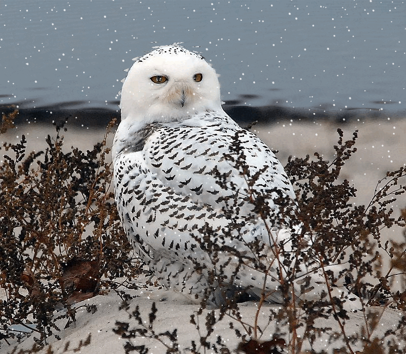snow owl by aim4beauty on deviantart
