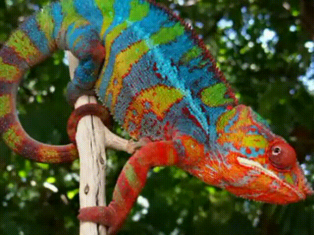 the cost of a chameleon setting up maintenance