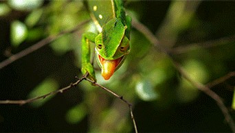 tongue animated gif
