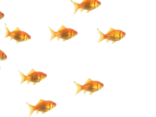 transparent background aquarium gif wifflegif