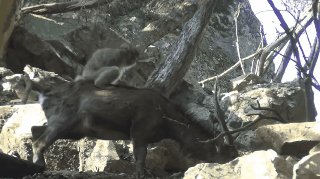 turns out sex between monkeys and deer in japan is not a