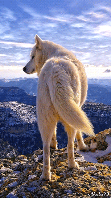 white wolf animated pictures myniceprofile com