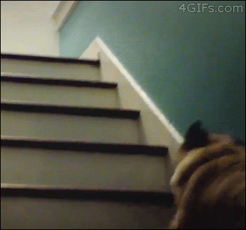 world s funniest dog gifs funny joke pictures