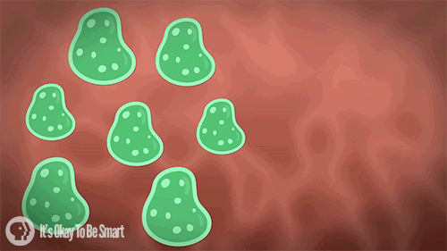 bacteria gif find on gifer