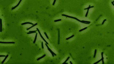 bacteria gif find share on giphy