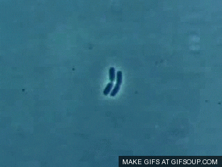 bacteria gif find share on giphy