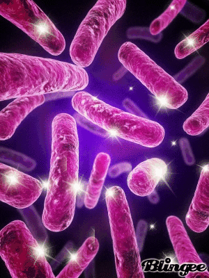 bacteria gif find share on giphy