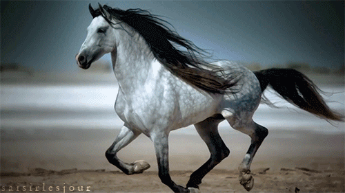 beautiful horse running