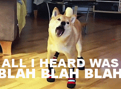 dog archives reaction gifs