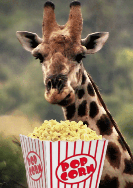 editbyme giraffe popcorn gif by momo