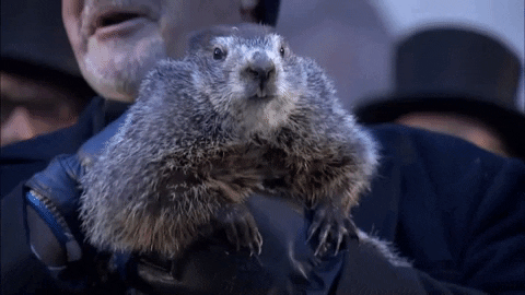 groundhog day gif by euronews find share on giphy