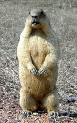 groundhog day gif by justin find share on giphy