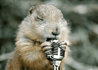groundhog gifs get the best gif on giphy