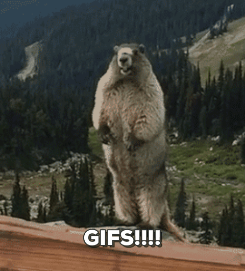 groundhog screaming gif by becky chung find share on giphy