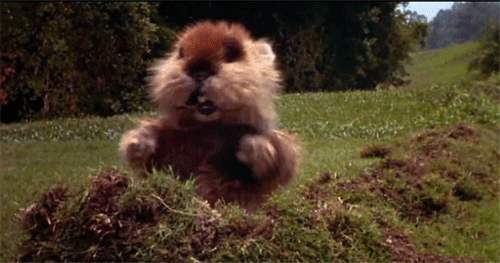 groundhog think gif find share on giphy