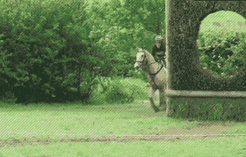 irti funny gif tags horse rider runs tree smash
