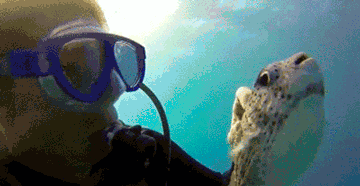 ocean fish animated gifs underwater amazing pictures