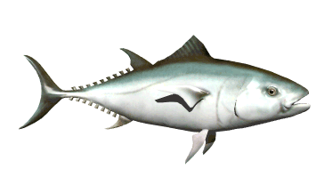 ocean fish animated gifs underwater amazing pictures