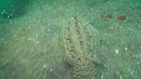 ocean fish animated gifs