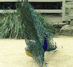 peacock gifs find share on giphy