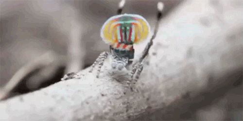 peacock spider gifs find share on giphy