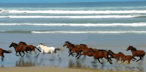 running horse gif tumblr