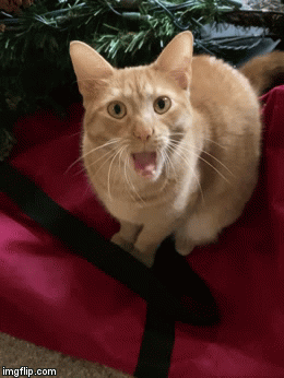 singing cat imgflip